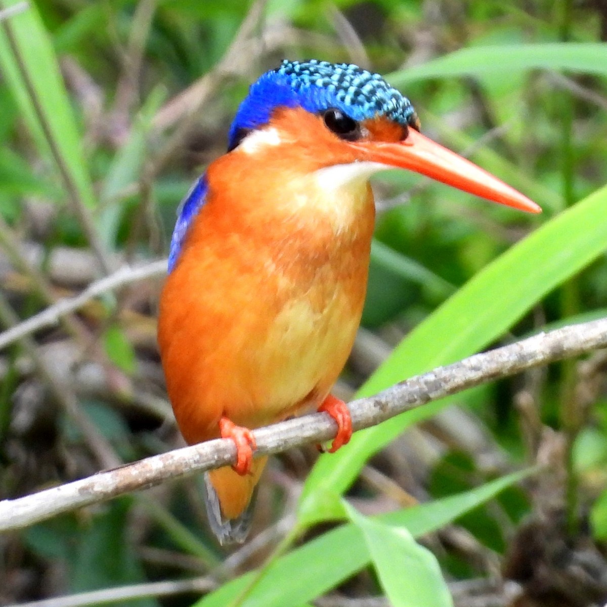 Malachite Kingfisher - ML533971421