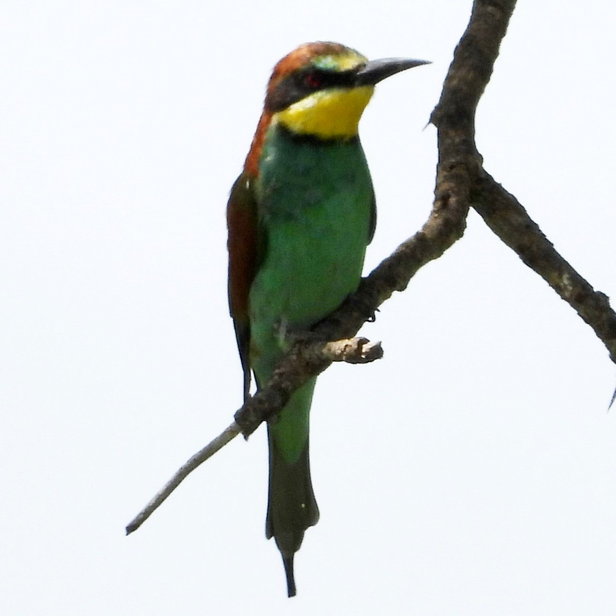 European Bee-eater - ML533971461