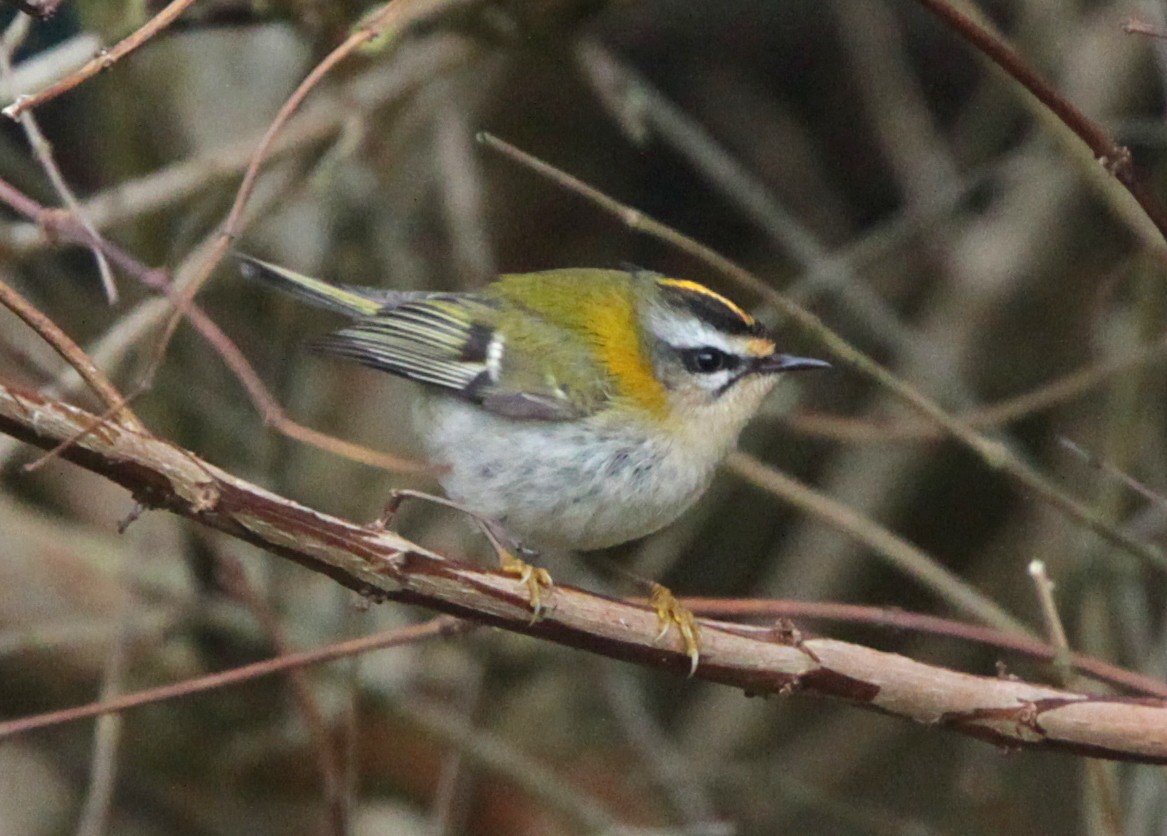 Common Firecrest - Brame Thrandon