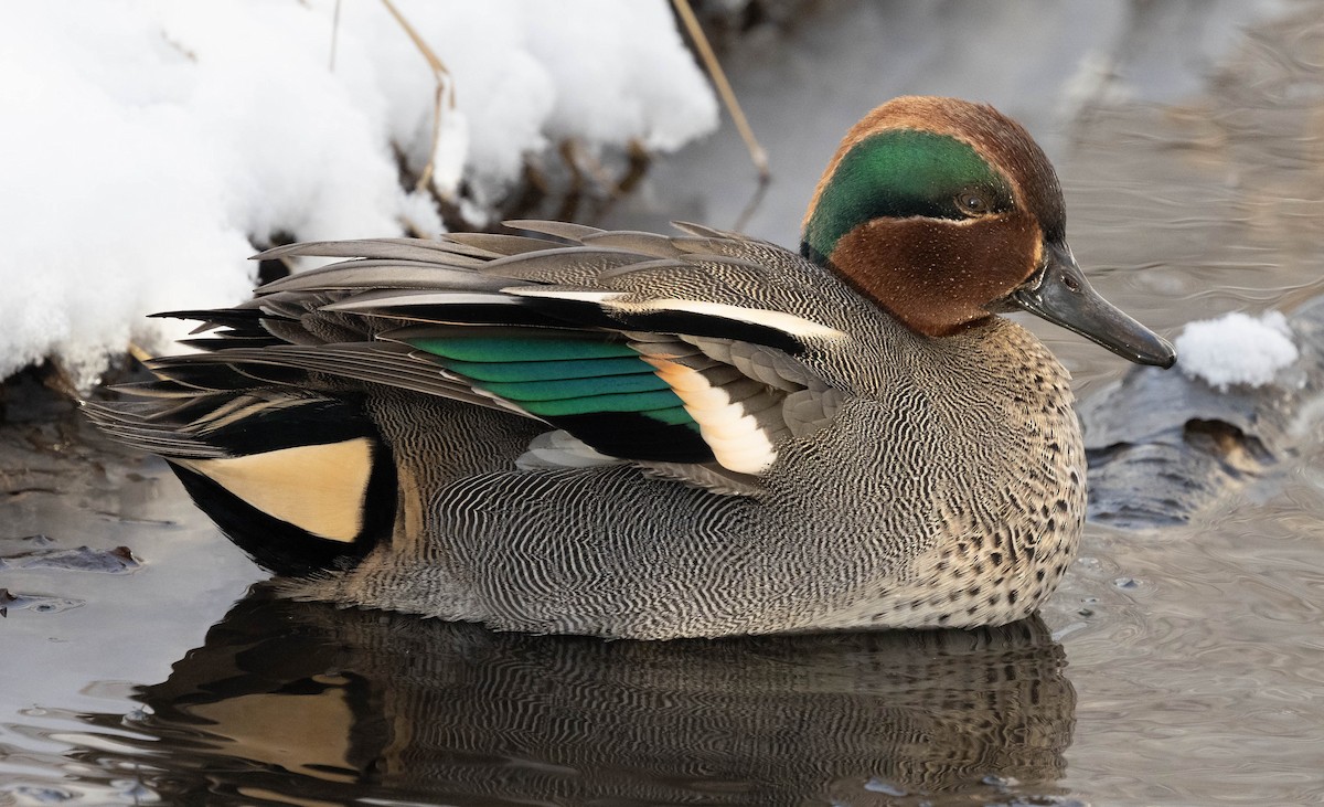 Green-winged Teal - Arto Keskinen