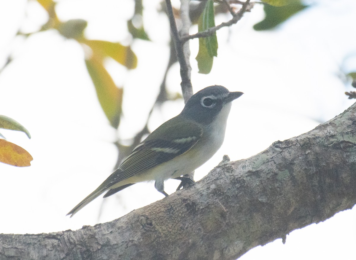 Blue-headed Vireo - ML533975791