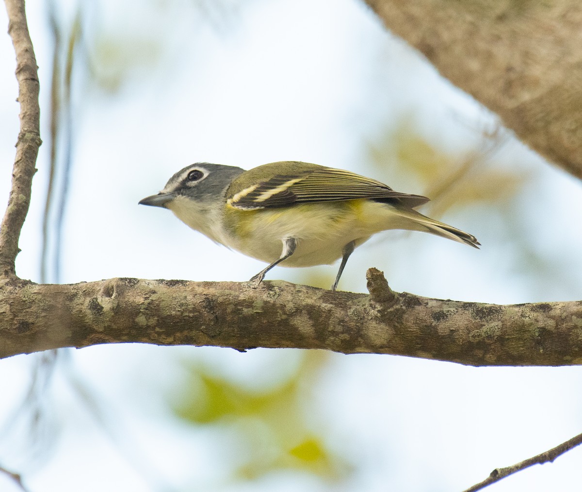 Blue-headed Vireo - ML533975801