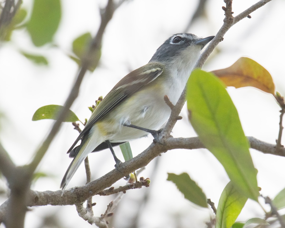 Blue-headed Vireo - ML533975811