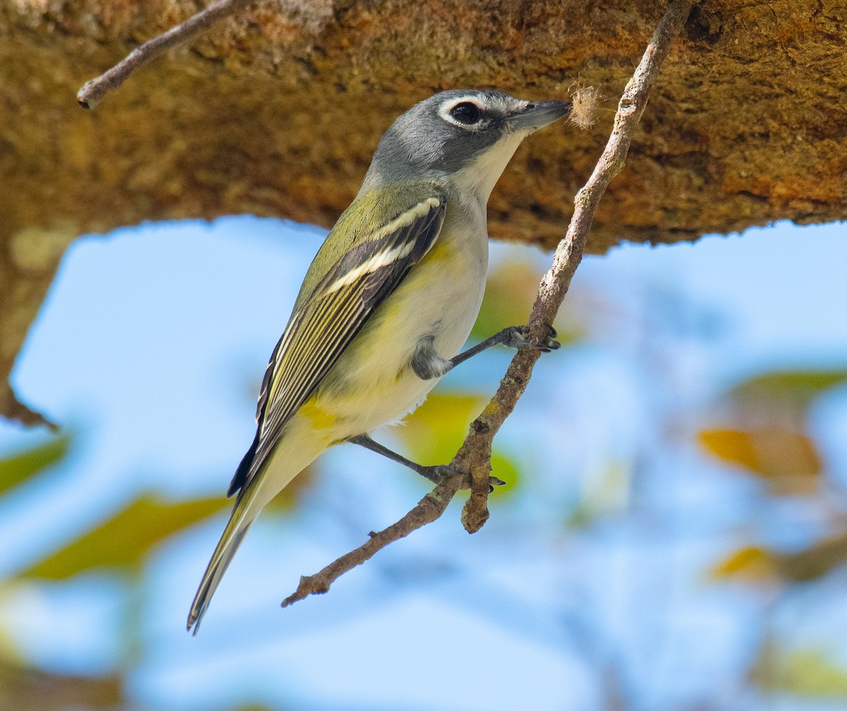 Blue-headed Vireo - ML533975831