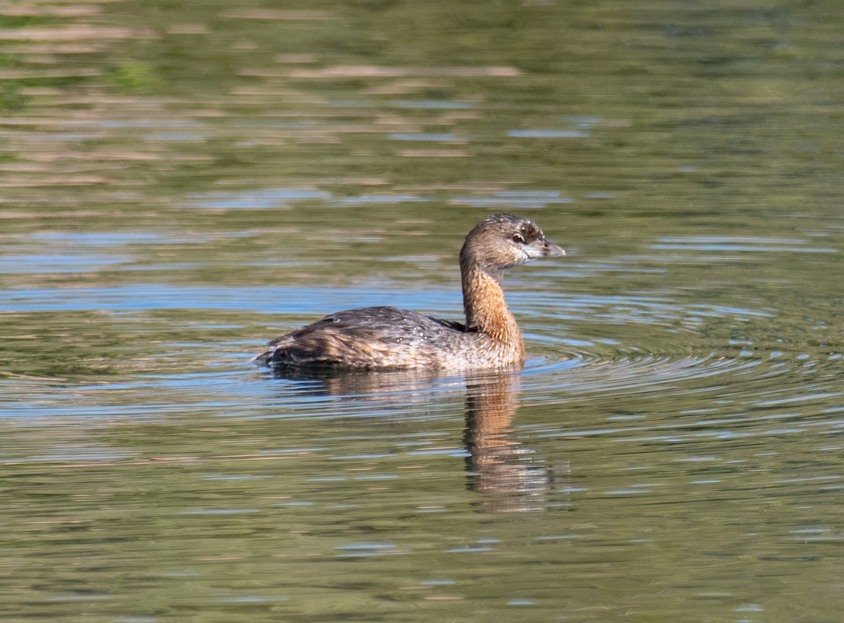 Pied-billed Grebe - ML533976581