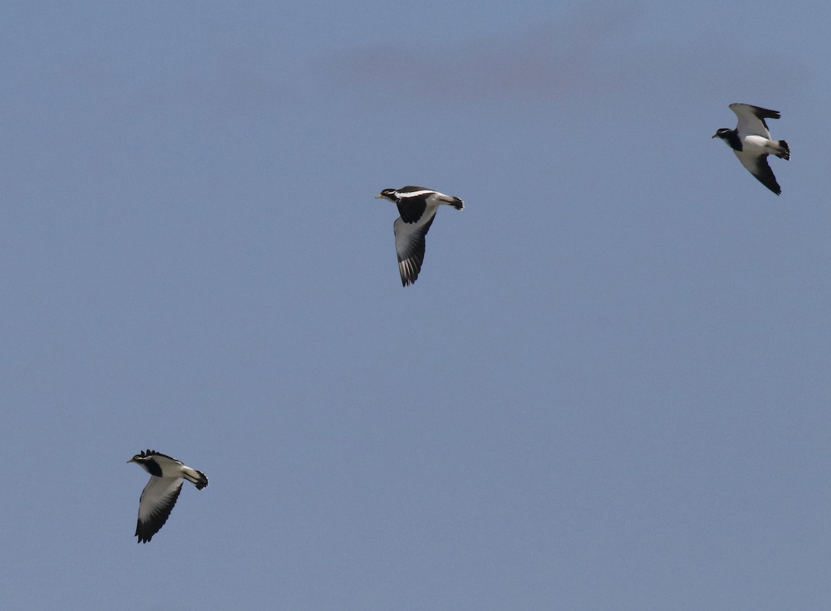 Banded Lapwing - ML533977321