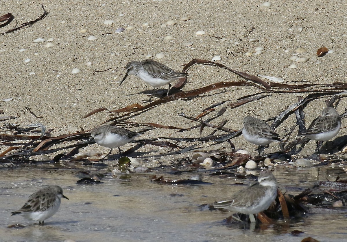 Gambecchio frullino - ML533977901