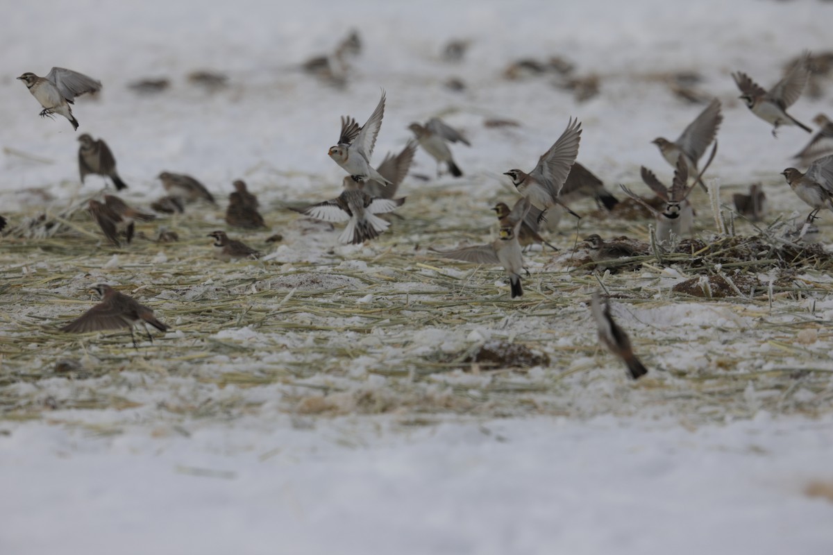 Snow Bunting - ML533977961