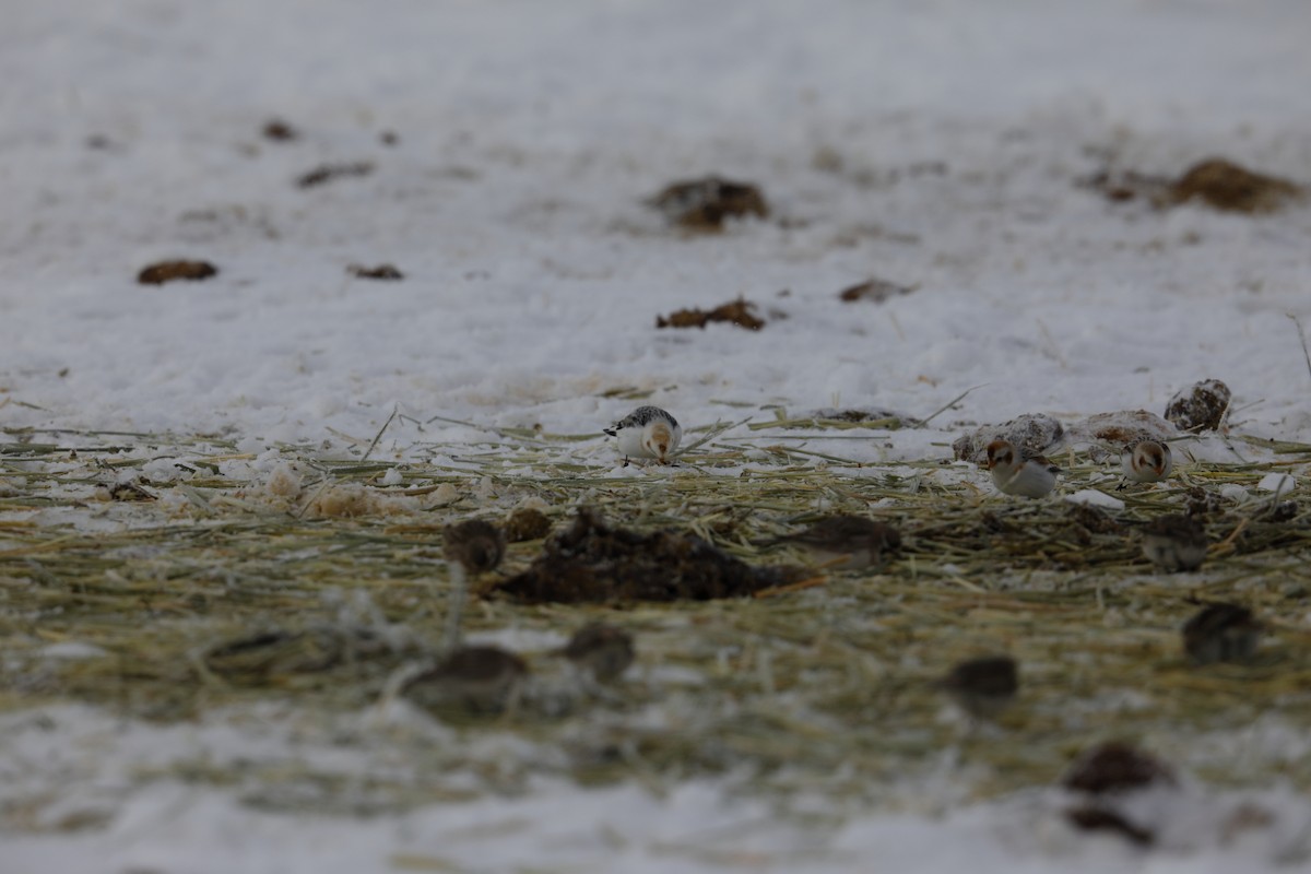 Snow Bunting - Tom Lawler