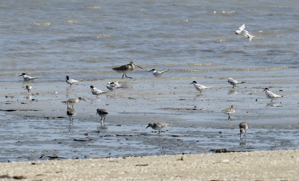 Australian Fairy Tern - ML533978101