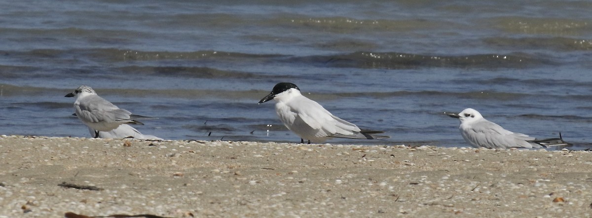 Australian Tern - ML533978241