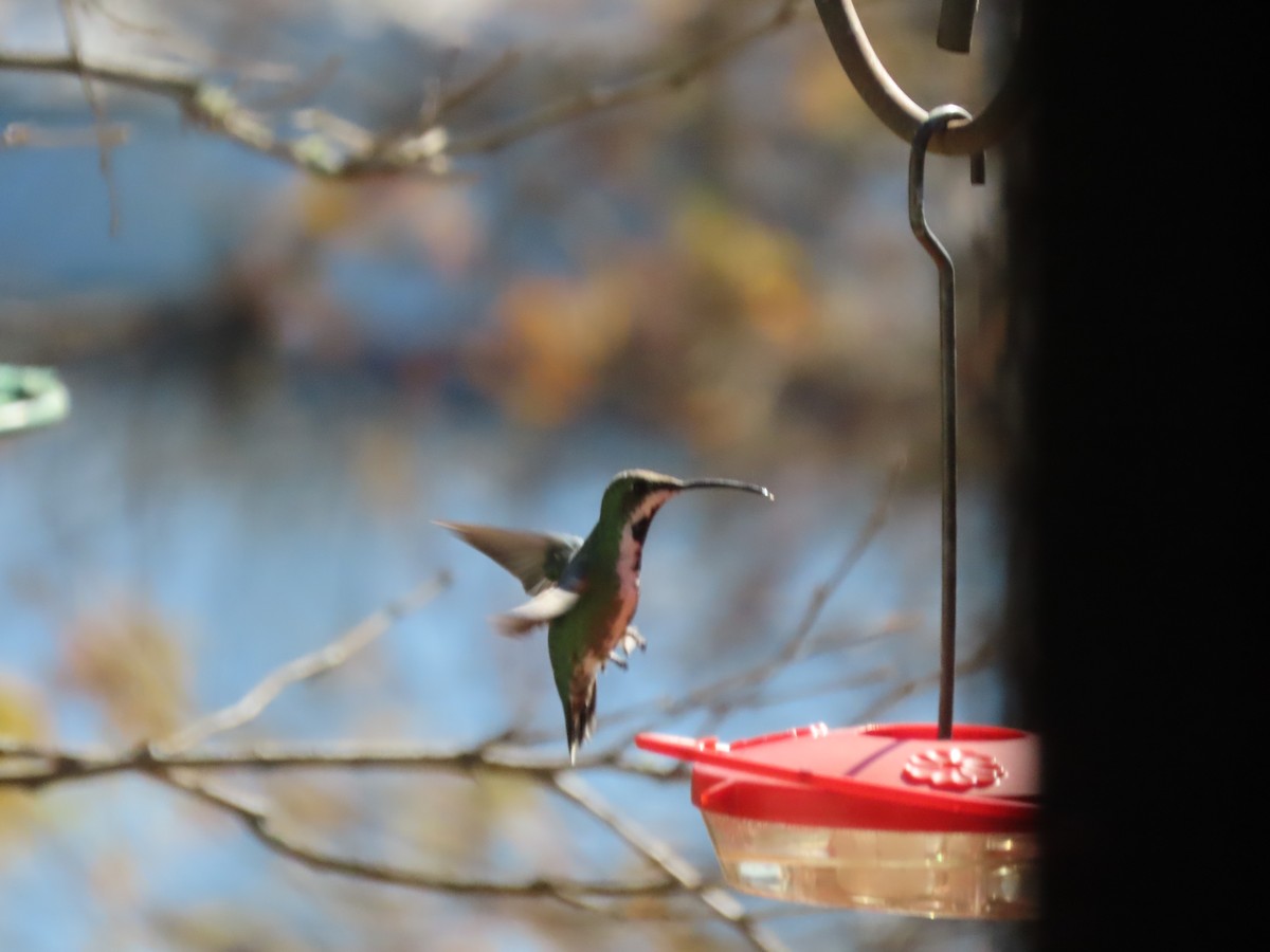 Green-breasted Mango - ML533978351