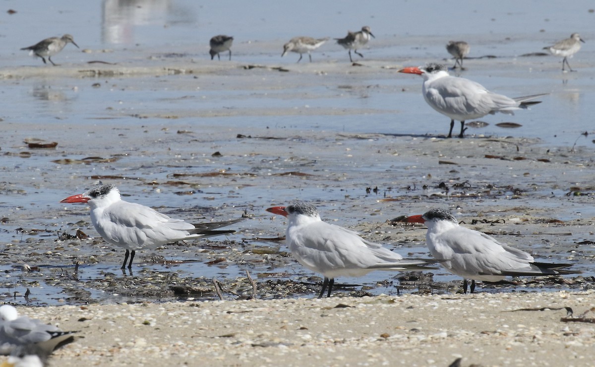 Sterna maggiore - ML533978431