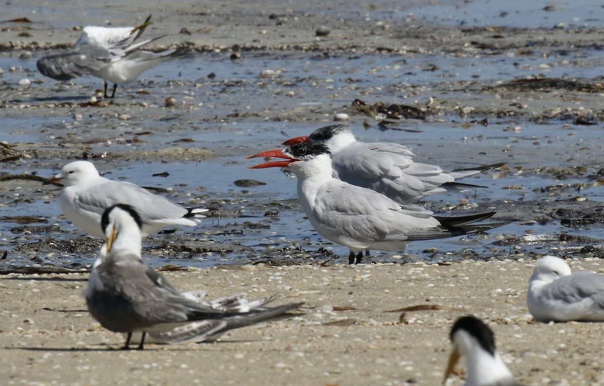 Sterna maggiore - ML533978441