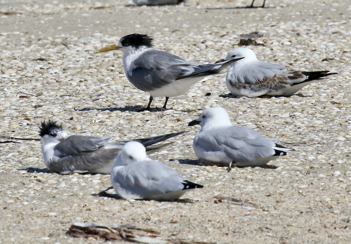 Great Crested Tern - ML533978531