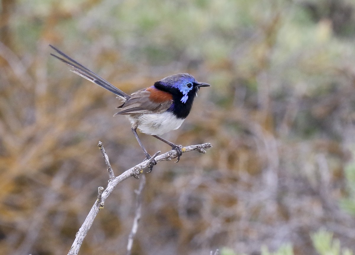 Purple-backed Fairywren - ML533978711