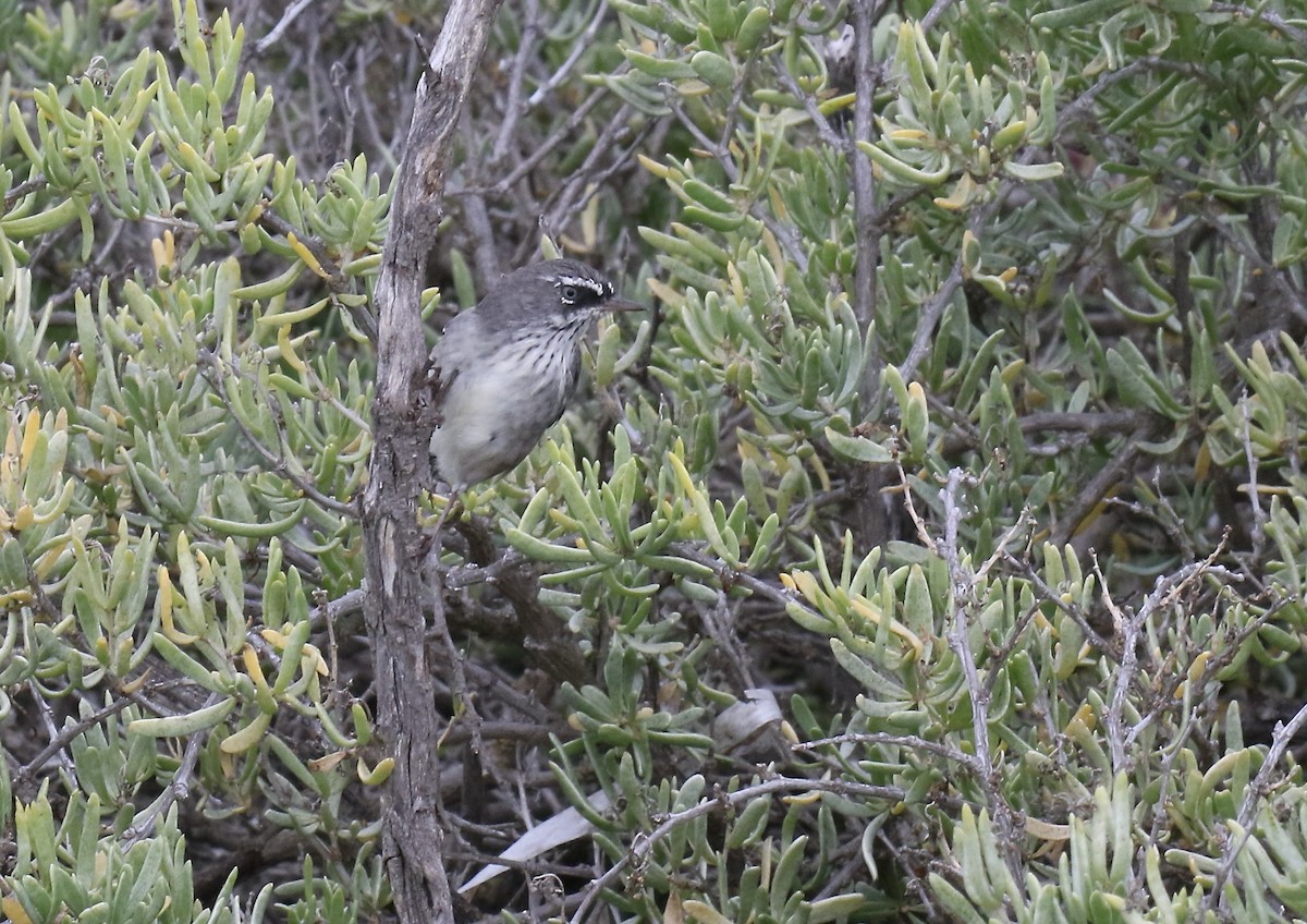 Spotted Scrubwren - ML533978781