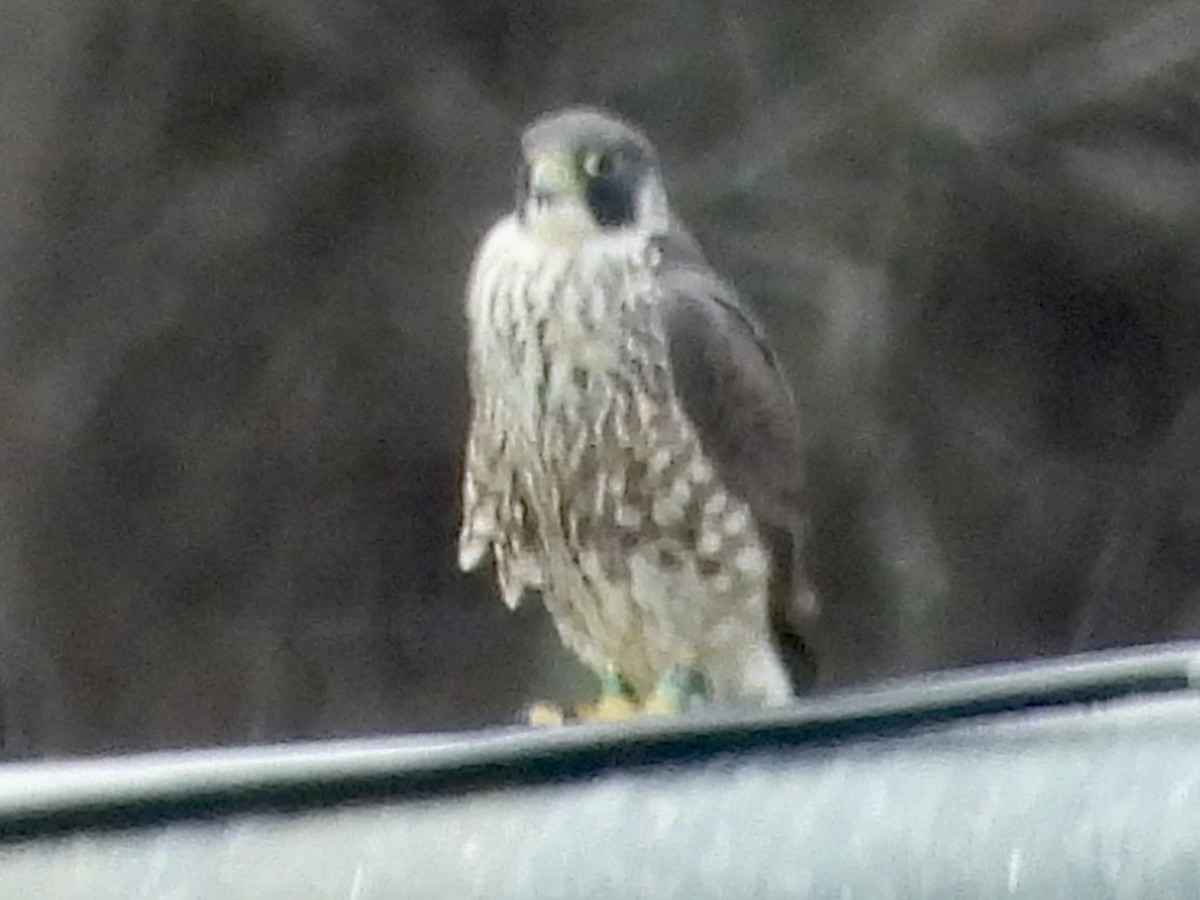 Peregrine Falcon - ML533978921