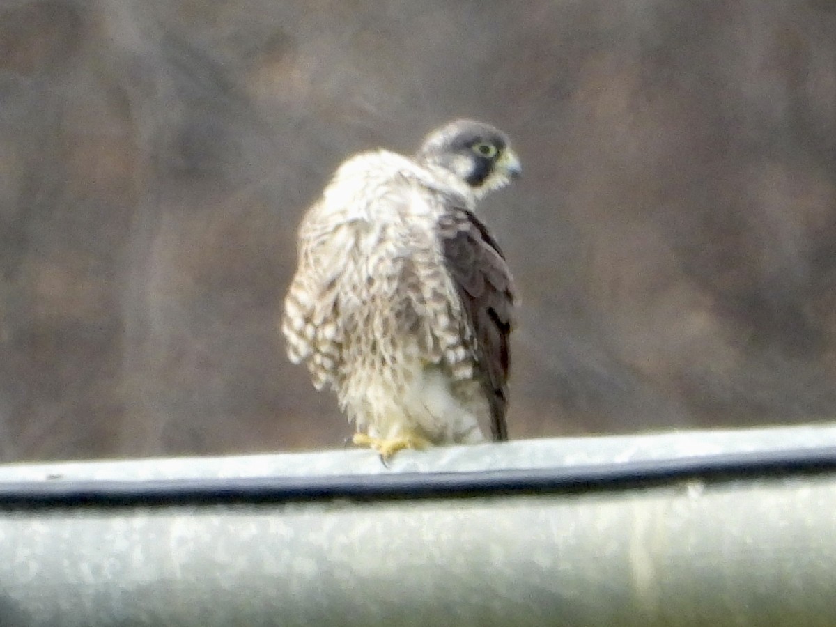 Peregrine Falcon - ML533978951