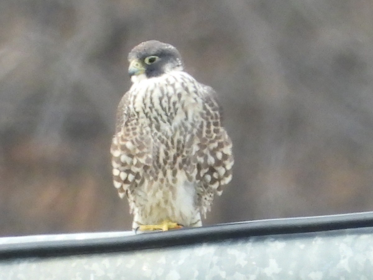 Peregrine Falcon - ML533978961