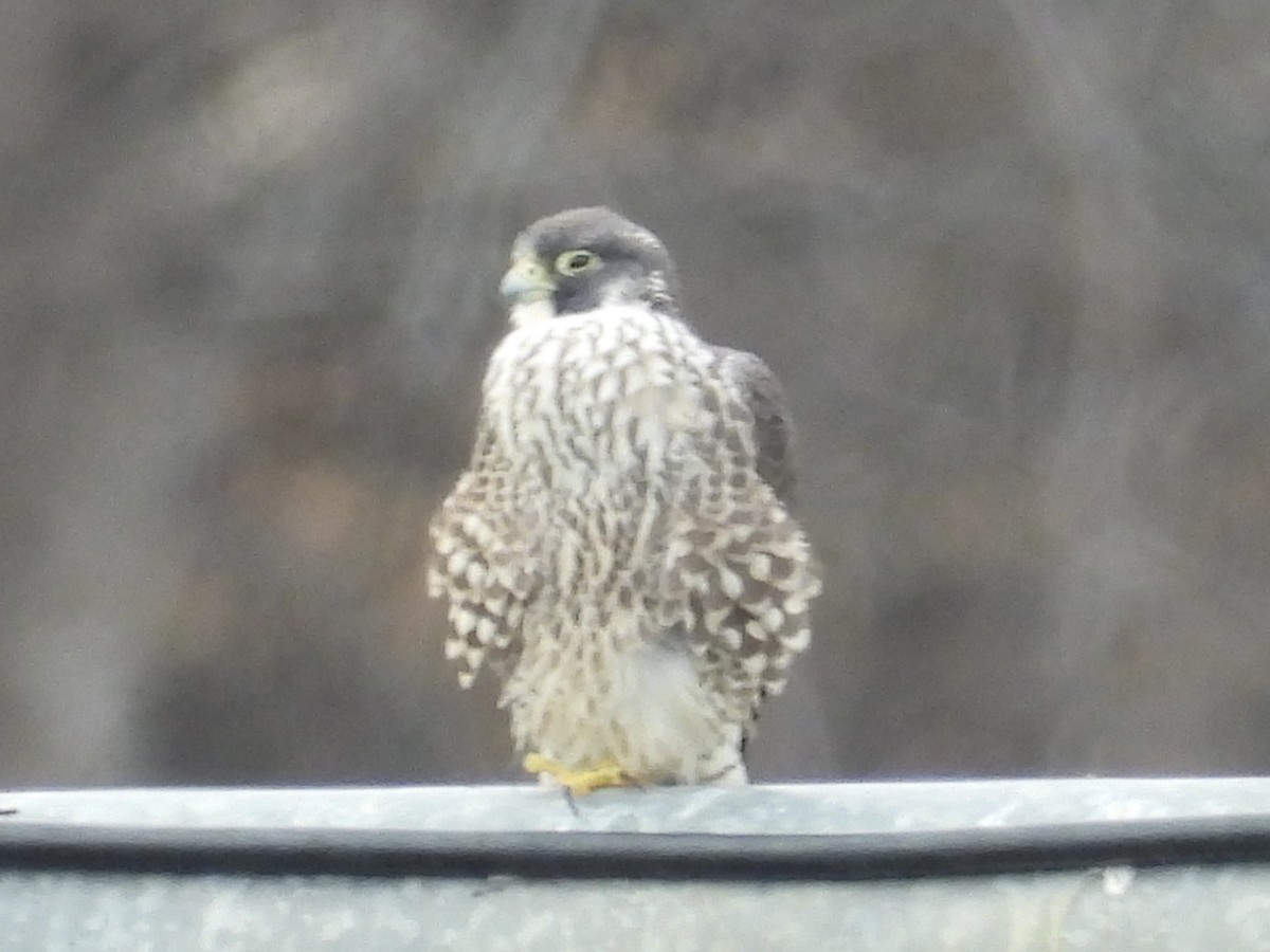 Peregrine Falcon - ML533978971