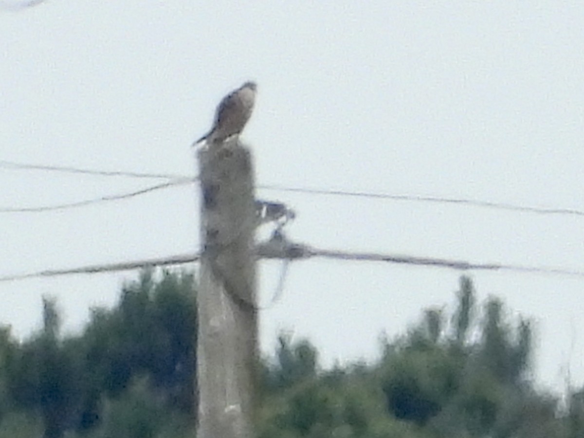 Peregrine Falcon - ML533978981