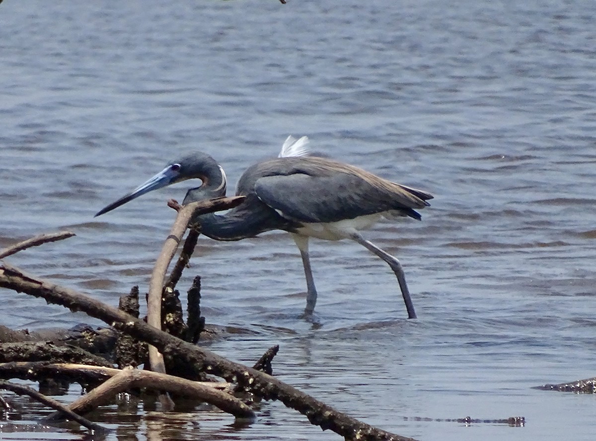 Tricolored Heron - ML53397951