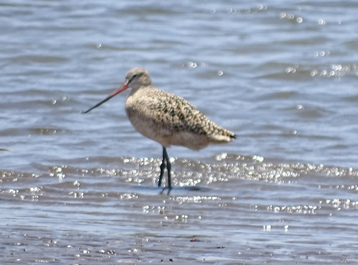 Marbled Godwit - ML53397991