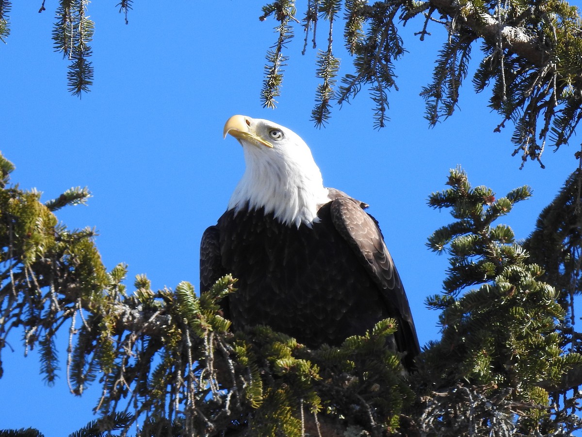 Bald Eagle - ML533980301