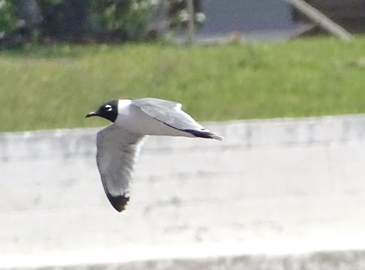 Franklin's Gull - ML53398071