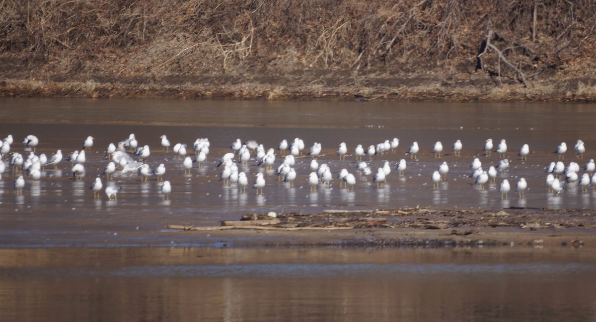 Ring-billed Gull - ML533981051