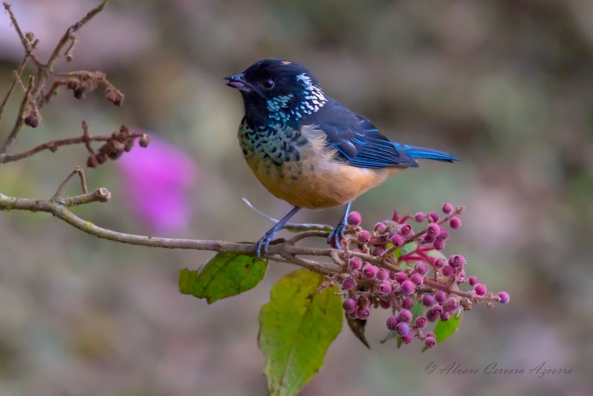 Spangle-cheeked Tanager - ML533981131