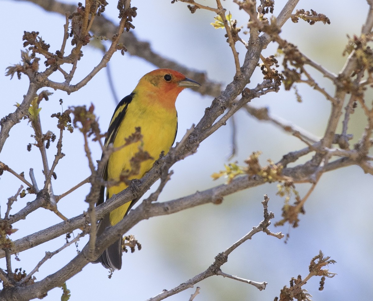 Western Tanager - ML533981571