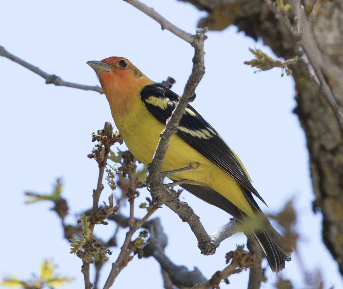 Western Tanager - ML533981581