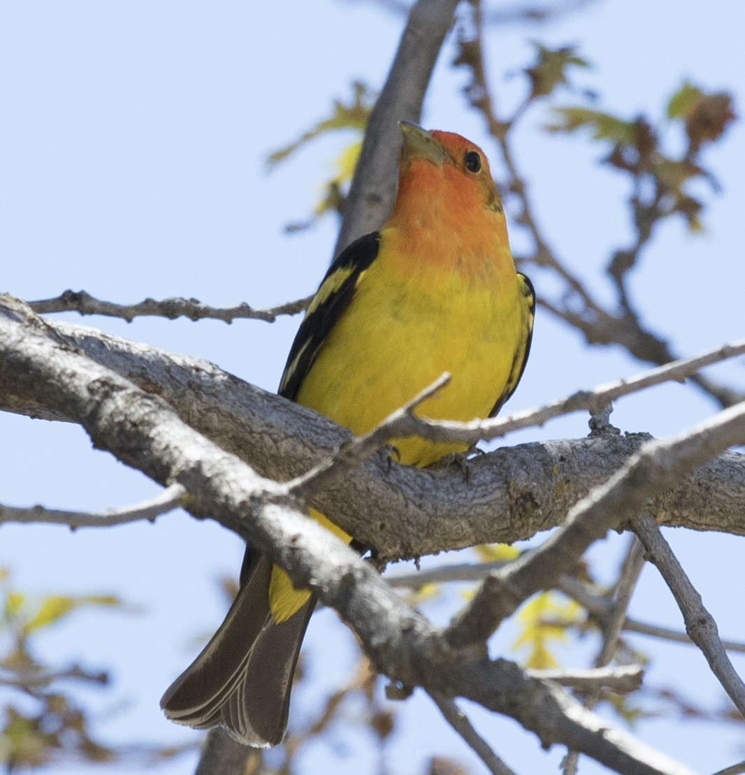 Western Tanager - ML533981591