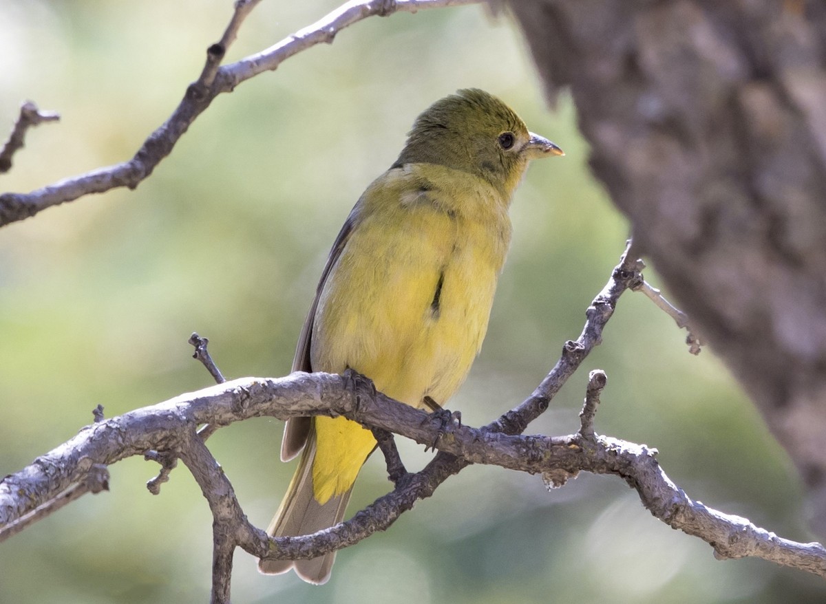 Western Tanager - ML533981601