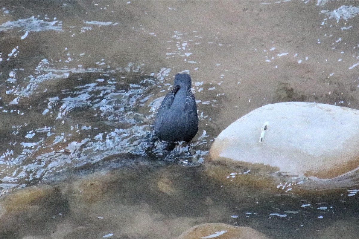 American Dipper - ML533983561