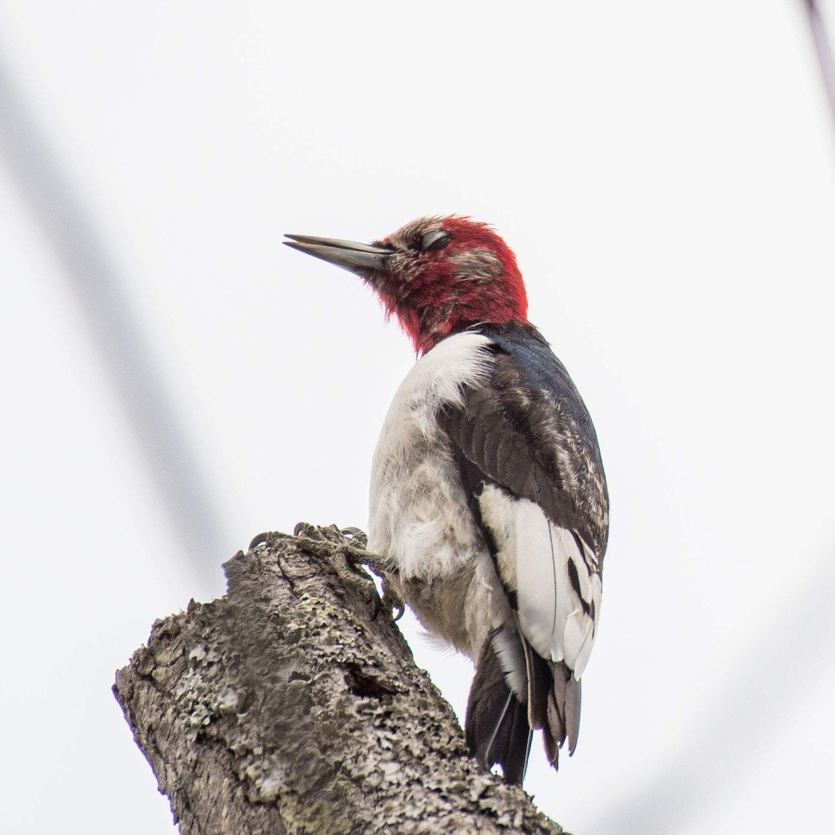 Red-headed Woodpecker - ML533983621