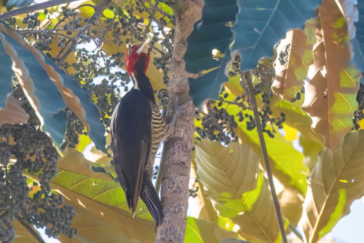 Pale-billed Woodpecker - ML533986141