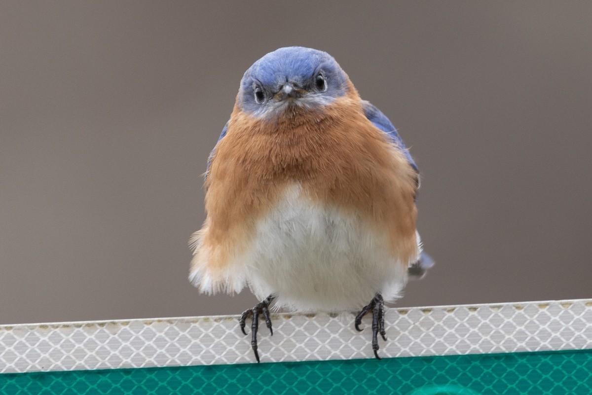 Eastern Bluebird - ML533986371