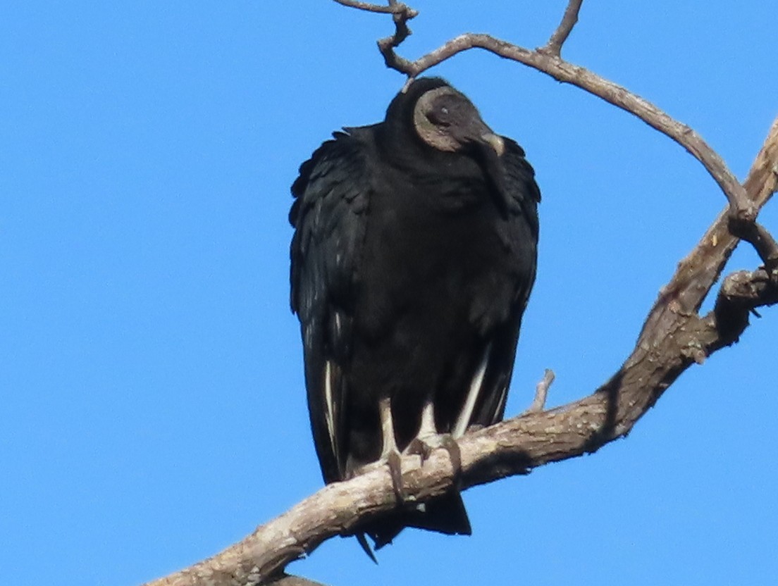 Black Vulture - ML533986581