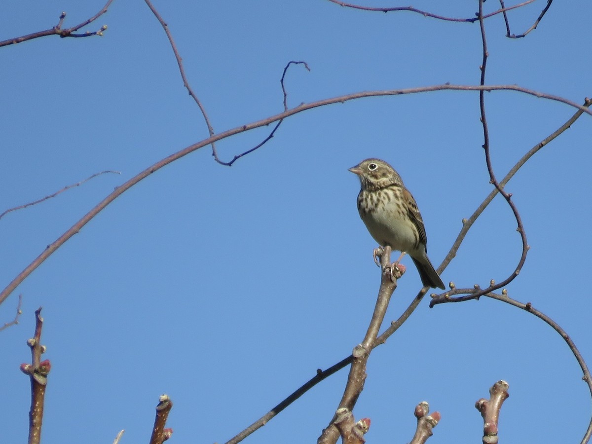 Vesper Sparrow - ML53398661