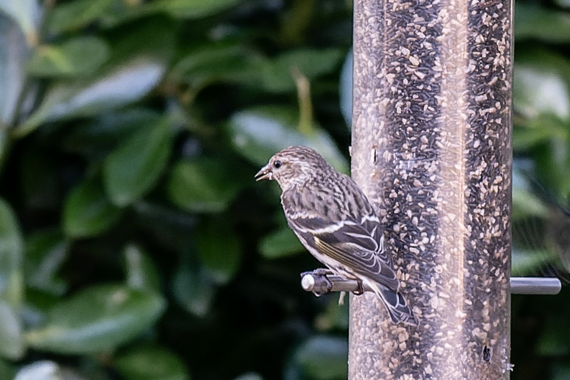 Pine Siskin - ML533988441