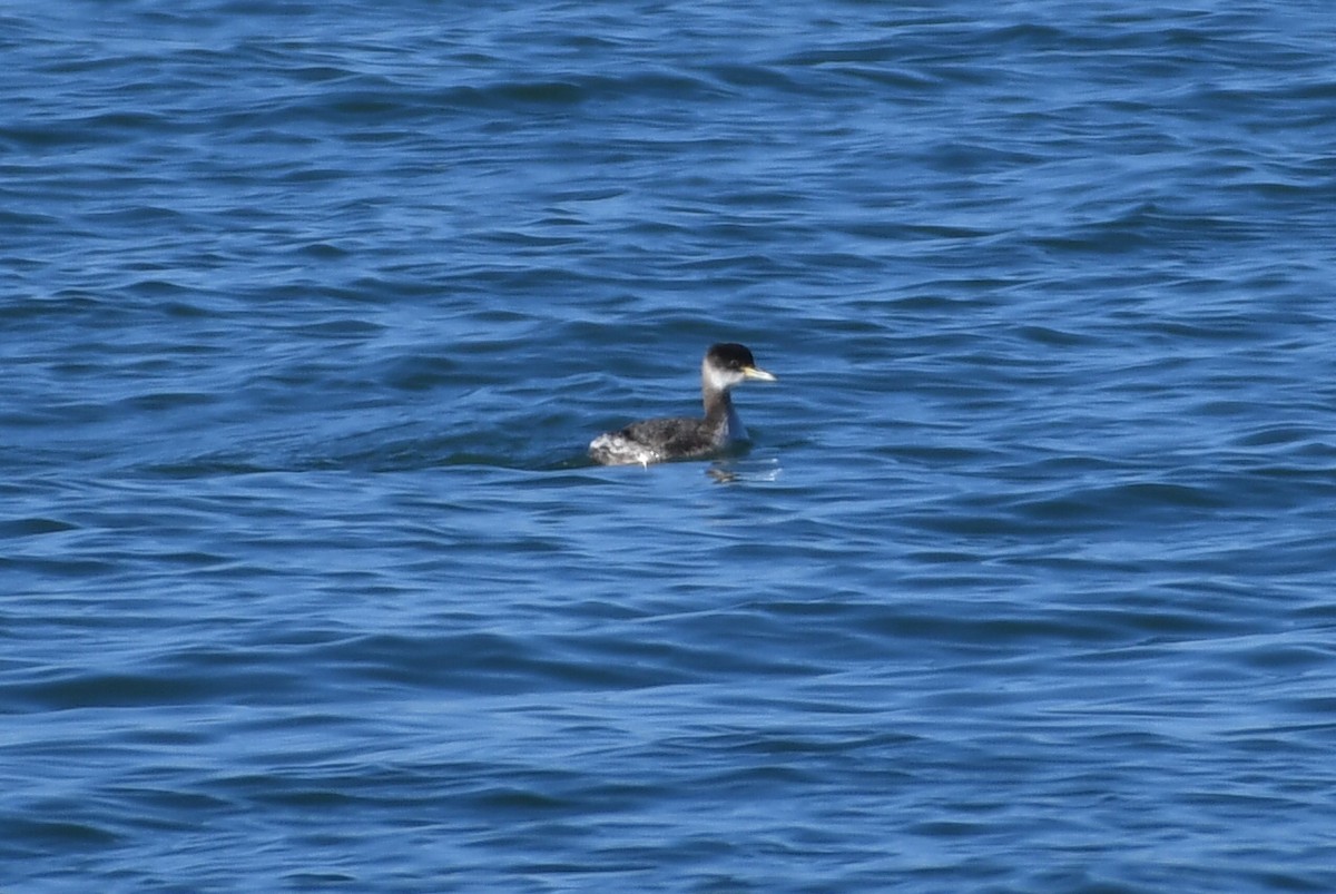Red-necked Grebe - ML533990071