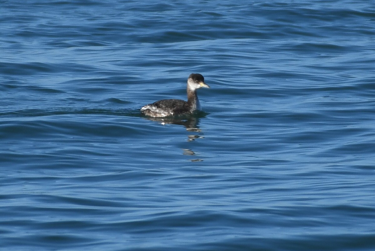 Red-necked Grebe - ML533990091