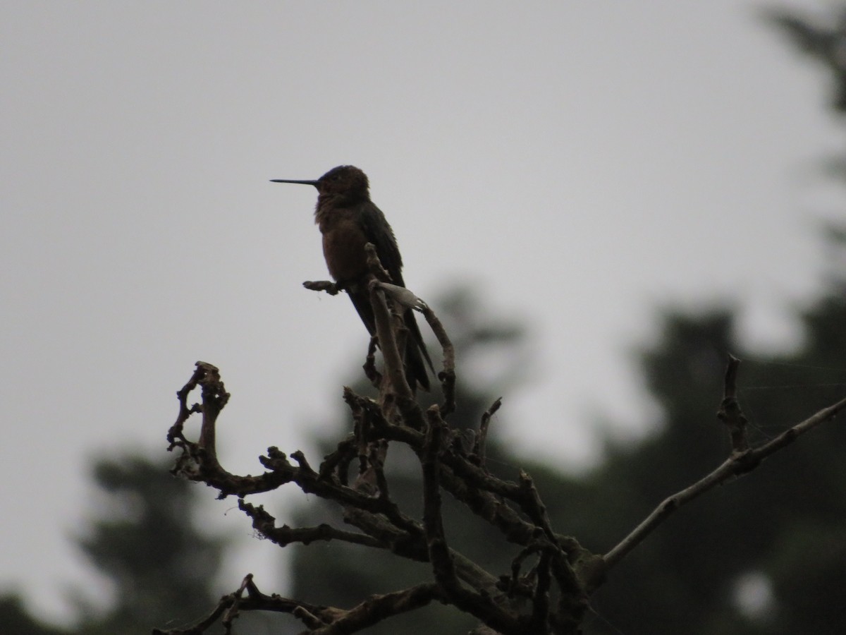 Colibrí Gigante - ML533990671