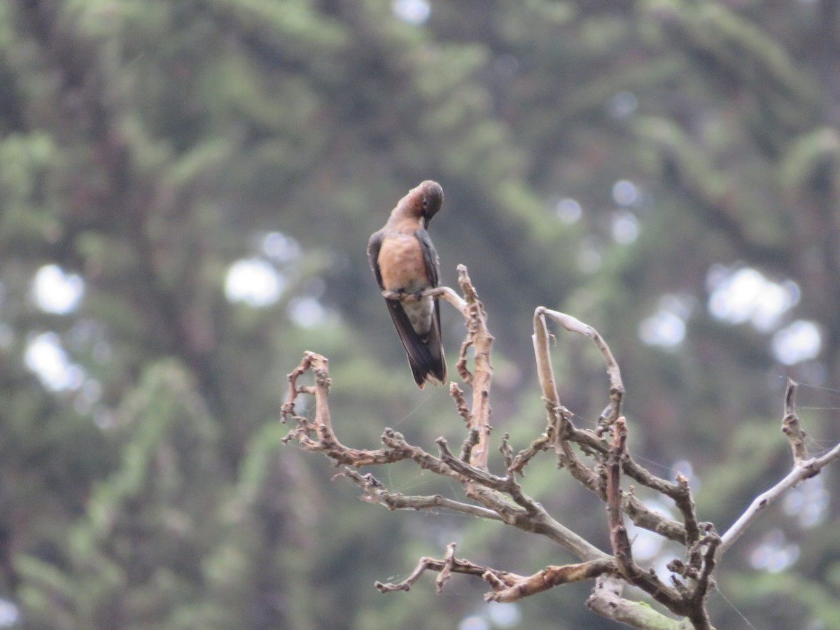 Colibrí Gigante - ML533991441