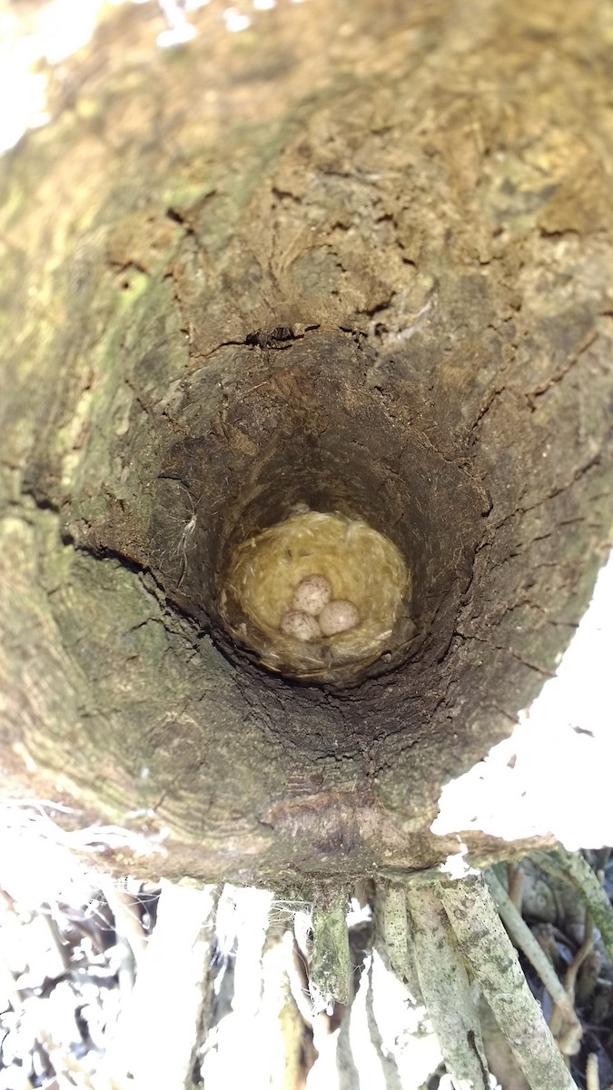 Sad Flycatcher - ML53399151
