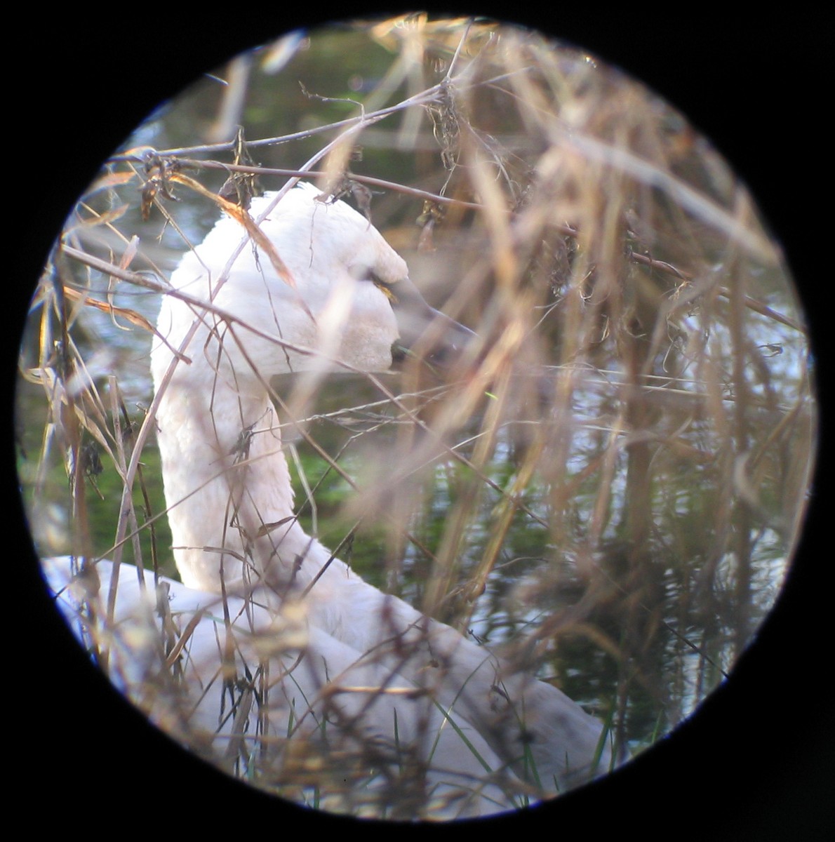 Tundra Swan - ML533991911