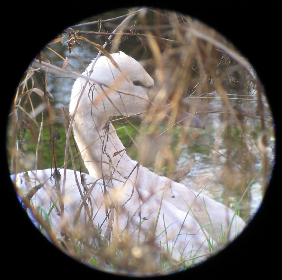Tundra Swan - John Gluth